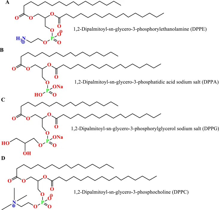 Palmitic acid -based different synthetic phospholipids