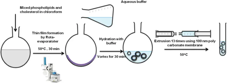 Liposomes preparation via thin-film hydration extrusion technique.

