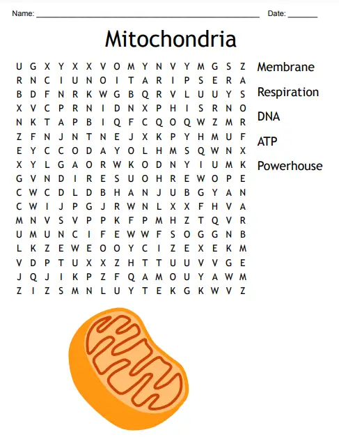 Biology Word Search Worksheet on Mitochondria