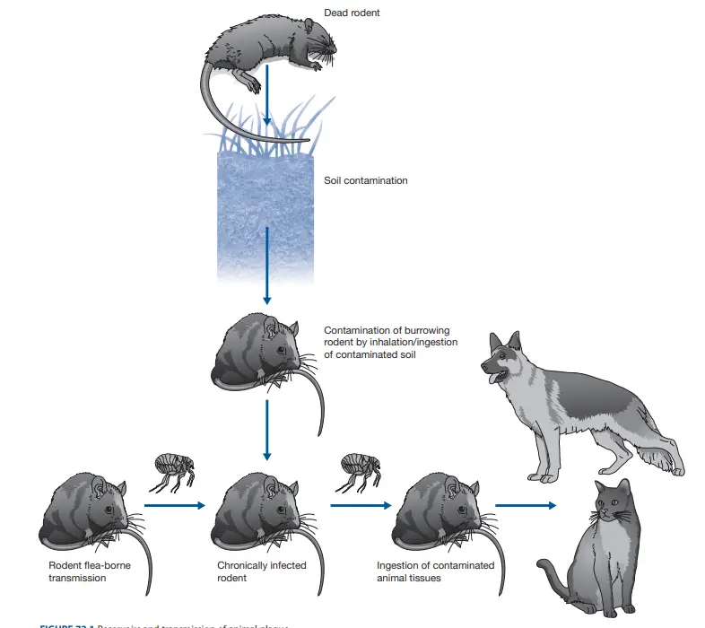 Reservoirs and transmission of animal plague.