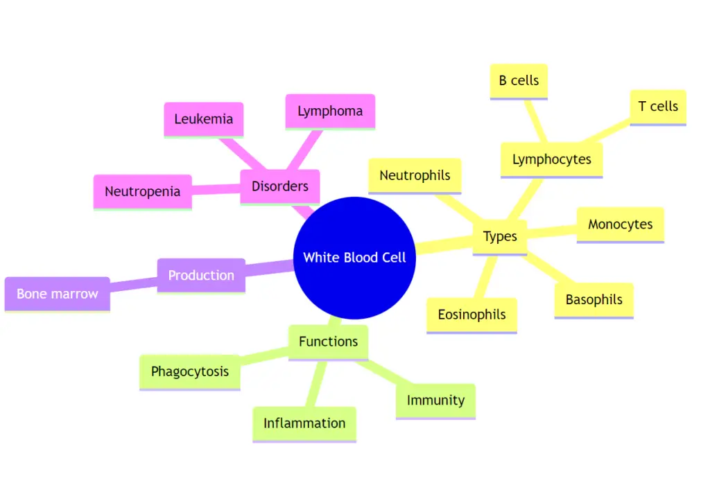 Mindmap on white blood cell 