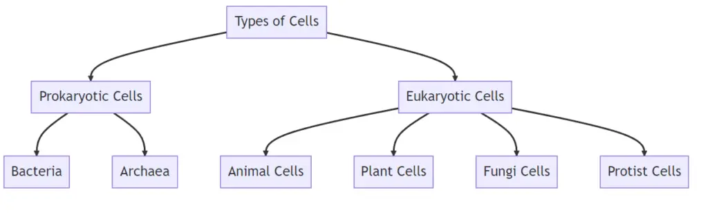 Mindmap on Types of Cells
