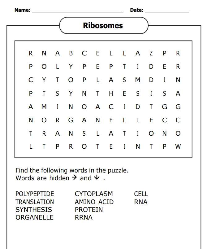 Biology Word Search Worksheets on Ribosomes