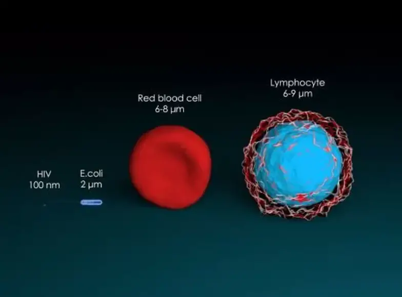 The size of a Prokaryotic cell (E. coli) vs Two Eukaryotic cells and a virus
