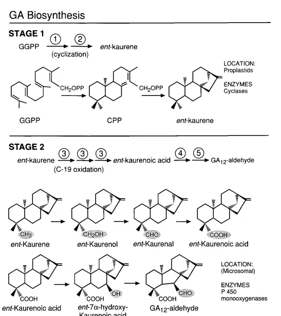Biosynthesis of Gibberellin