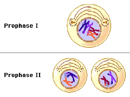 Prophase one (Prophase I) and Prophase two (Prophase II).