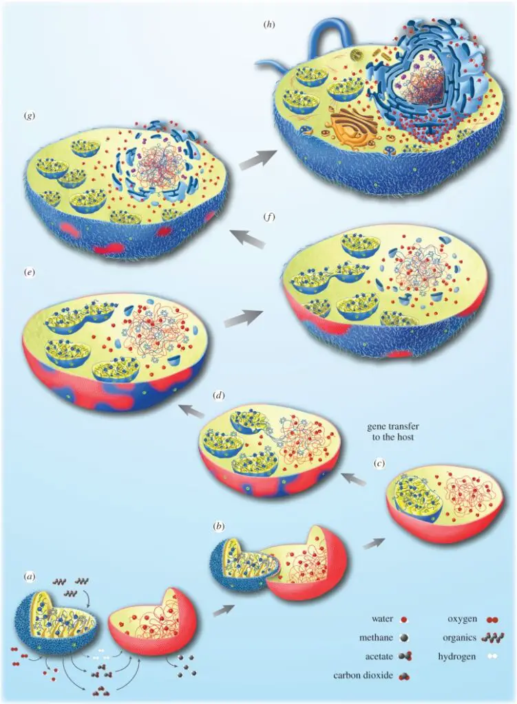 Mitochondrial origin in a prokaryotic host. 