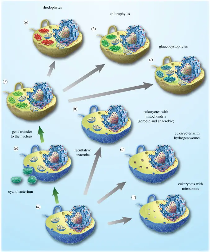 Evolution of anaerobes and the plastid. 