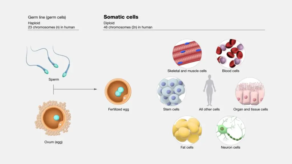 Picture to clarify the idea of somatic cell versus germinal cell