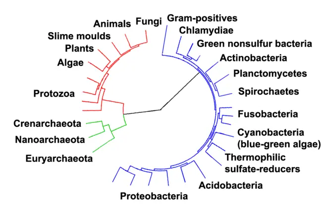 Phylogenetic tree showing the relationship between the Archaea and other domains of life.