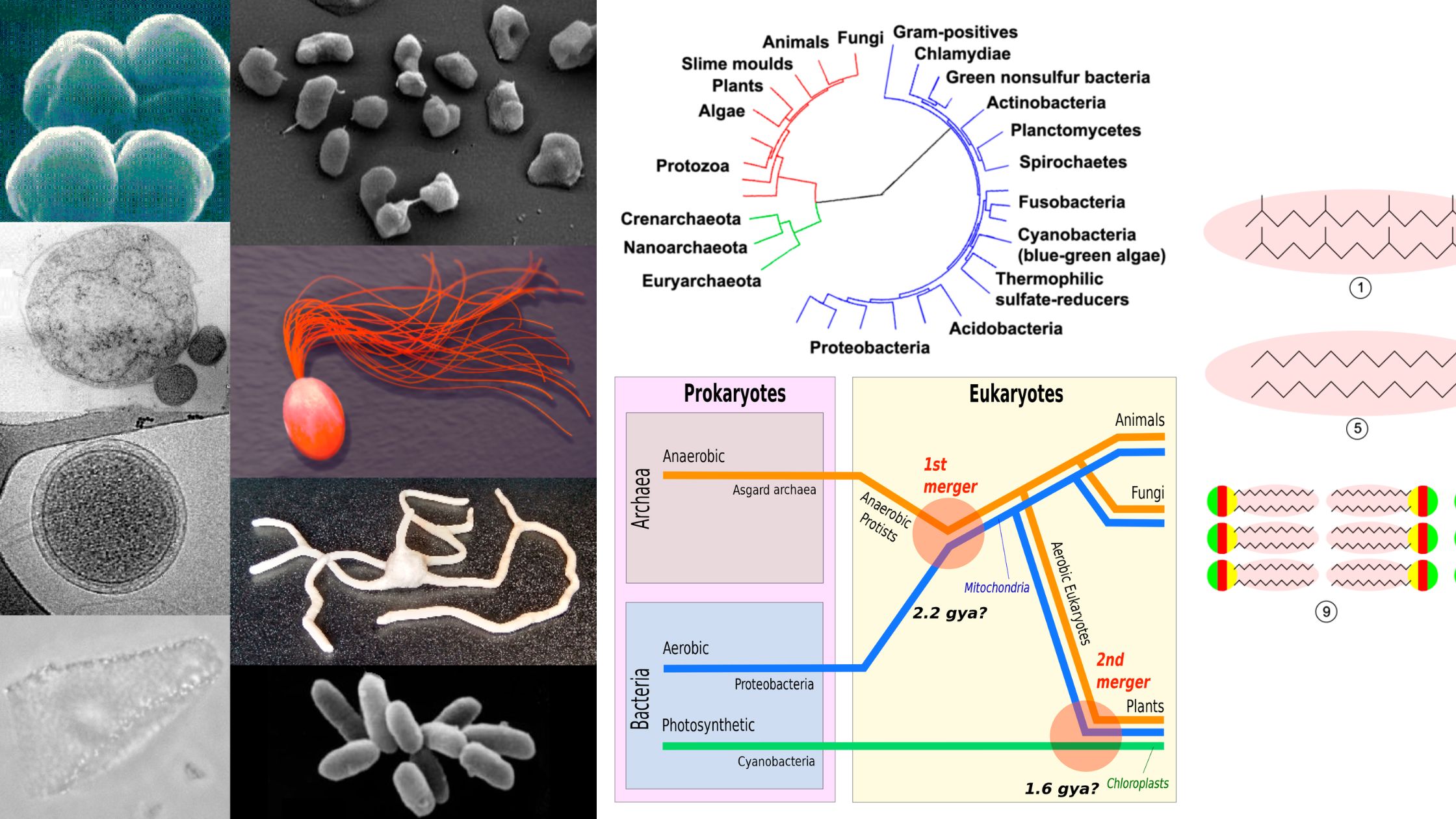 Archaea - Definition, Habitat, Characteristics, Importance, Examples
