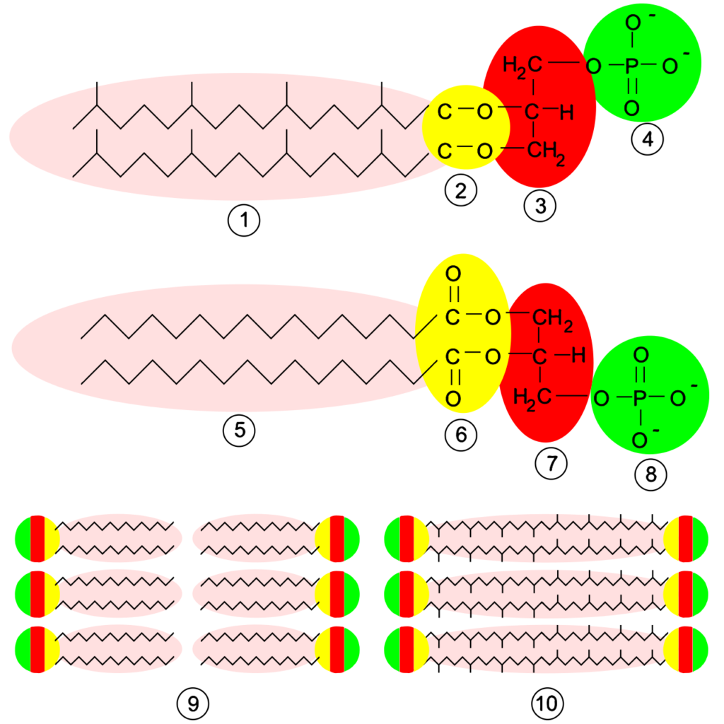 Membrane Composition  of Archaea
