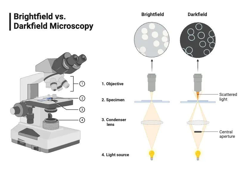 Поле микроскопа. Микроскопия. Dark field microscopy. Теневые электронные микроскопия. Tem микроскопия.