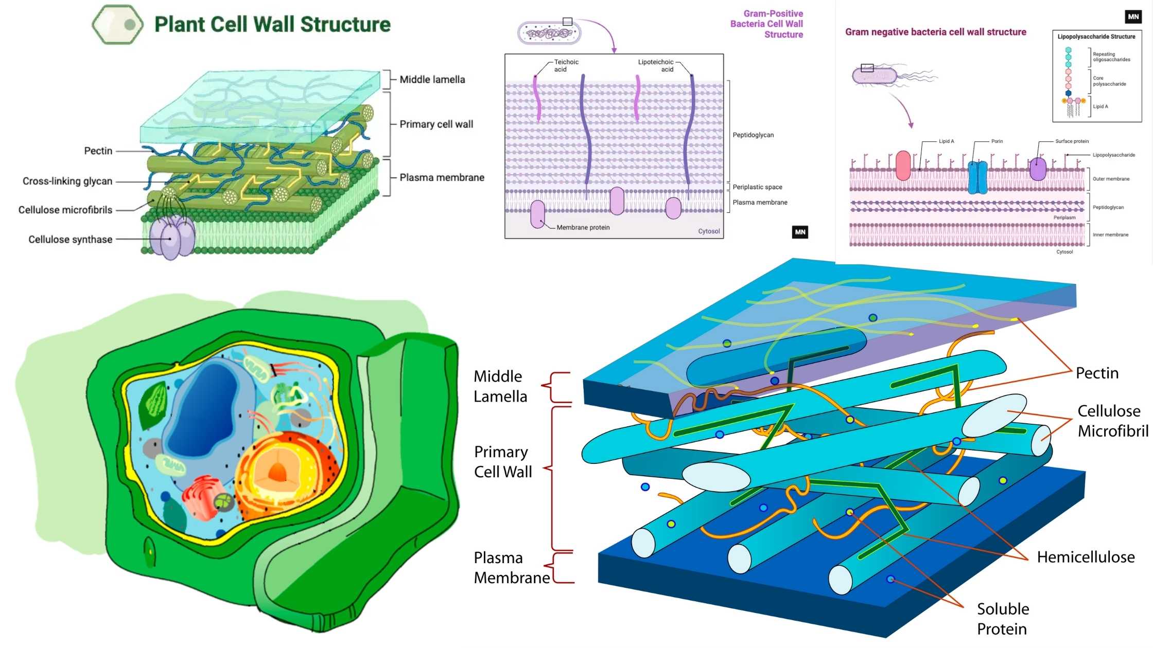 Cell Wall - Definition, Structure, Composition, Functions