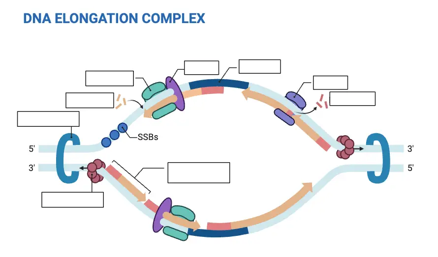 DNA Replication Worksheet