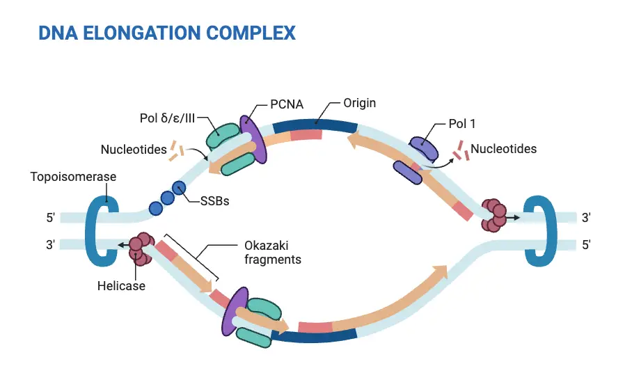 DNA Replisome (Eukaryotic Replication)