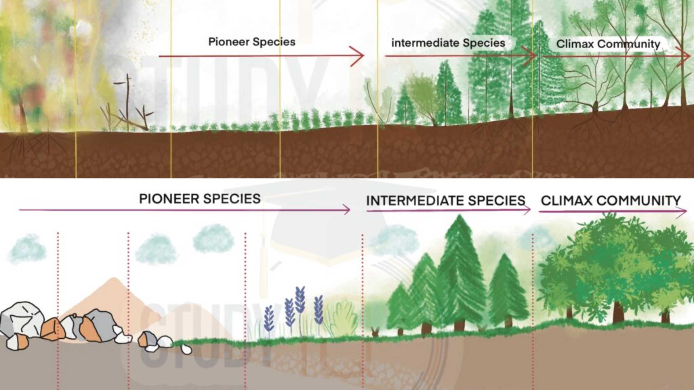 Ecological Succession - Definition, Types, Mechanism, Examples