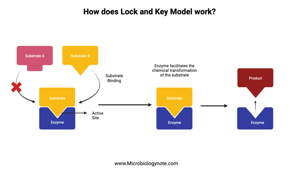 Lock and Key Model Mechanism