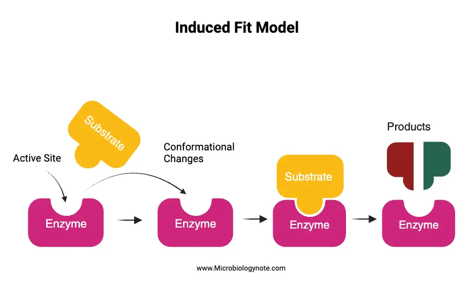 Mechanism of Induced fit model