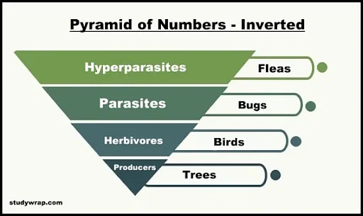 Inverted Pyramid of Numbers

