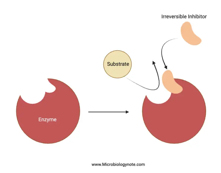Enzyme Inhibition - Definition, Types, Mechanism, Examples