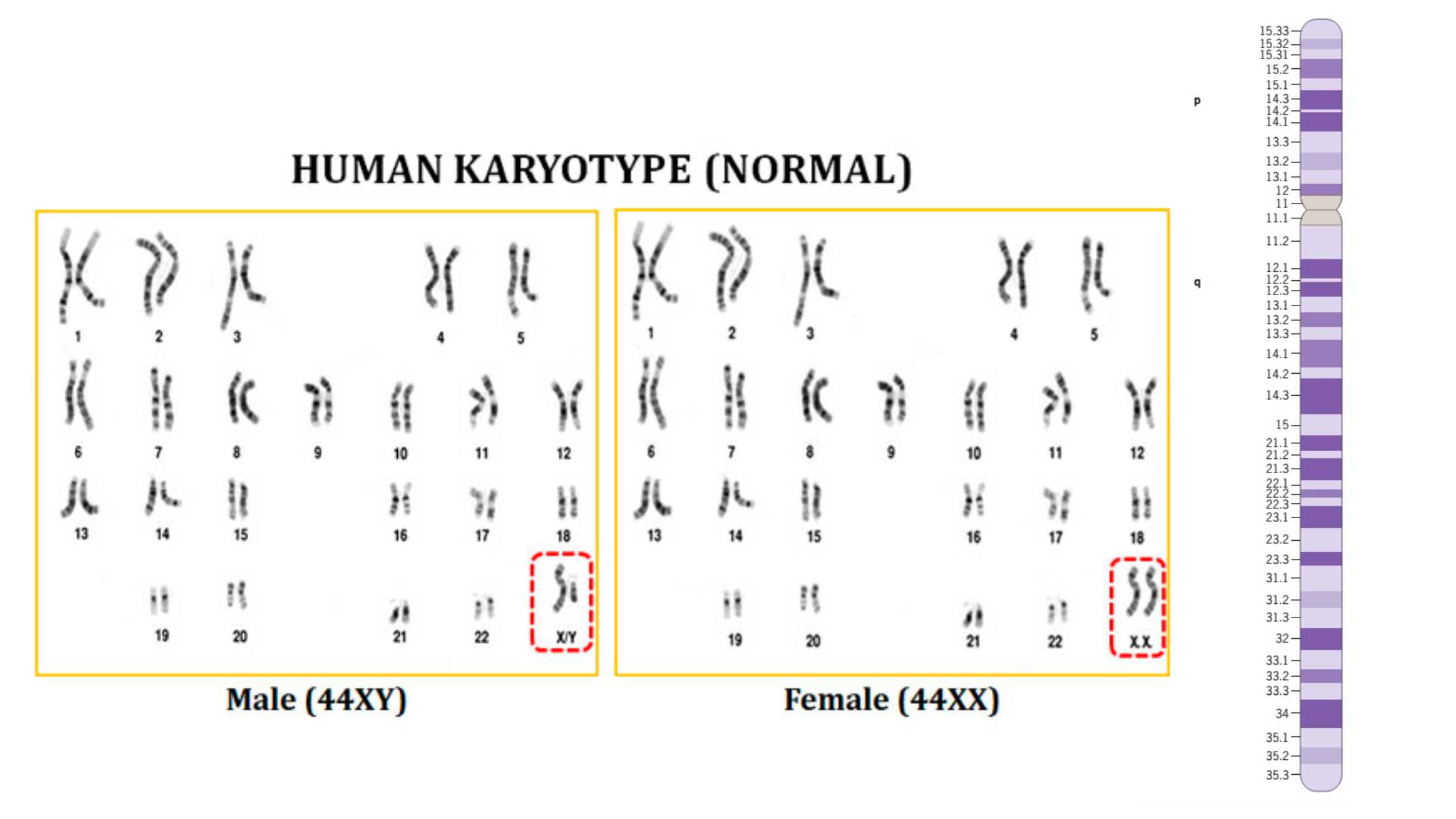 Karyotype and Idiogram - Definition, Procedure, Steps, Applications