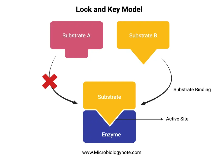 Lock and Key Model