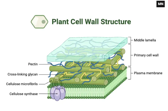 Plant Cell Wall Structure
