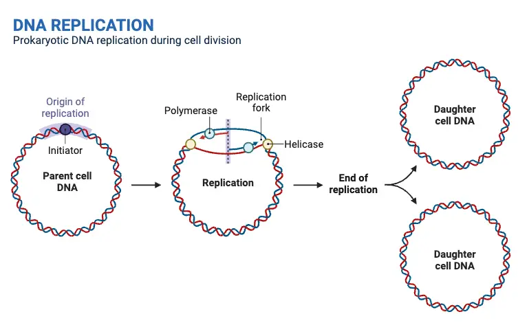 DNA Replication Process in Prokaryotes