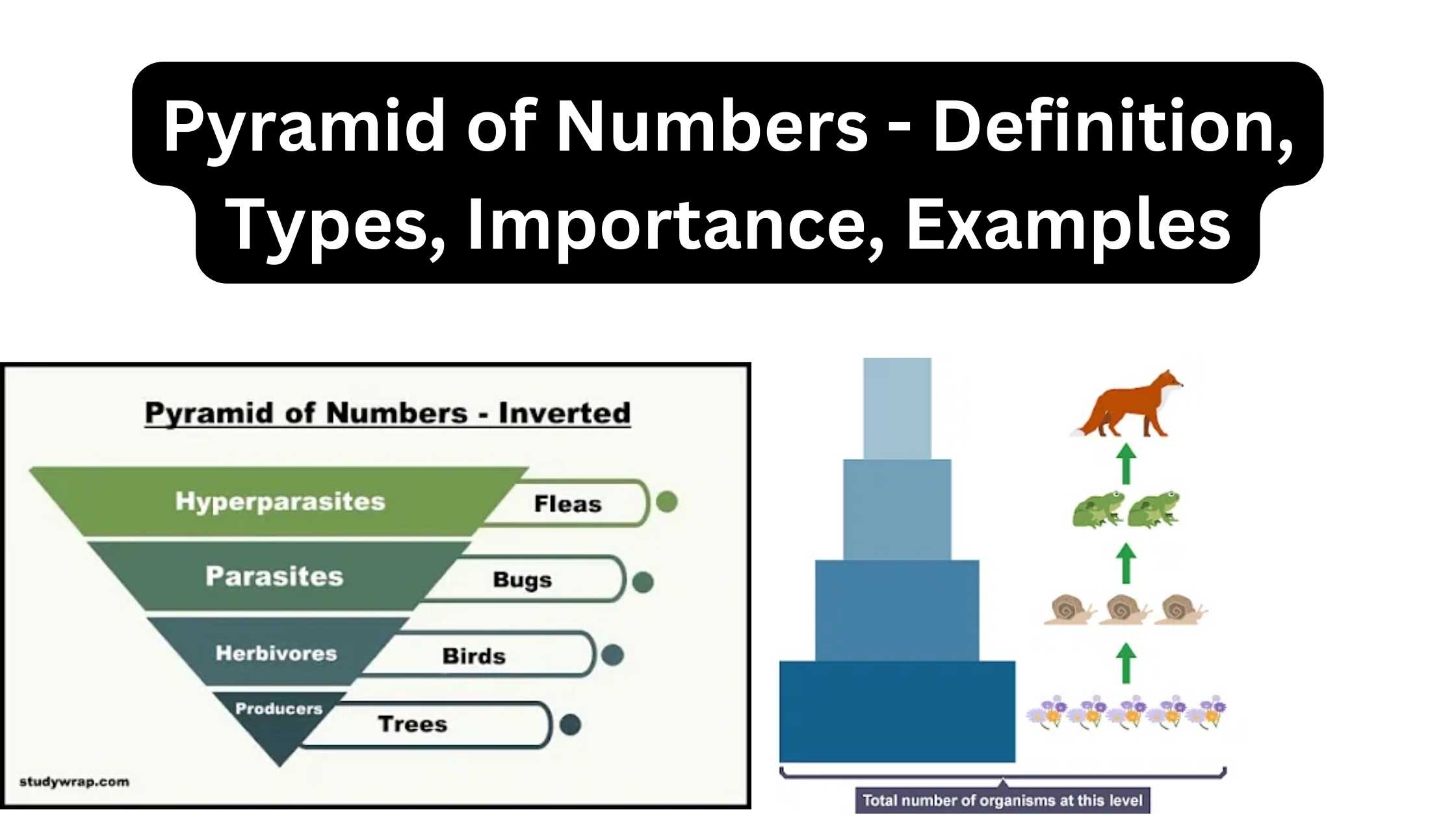 Pyramid of Numbers - Definition, Types, Importance, Examples
