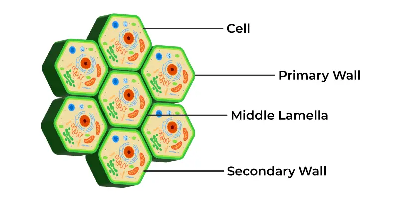 Structure of Cell Wall