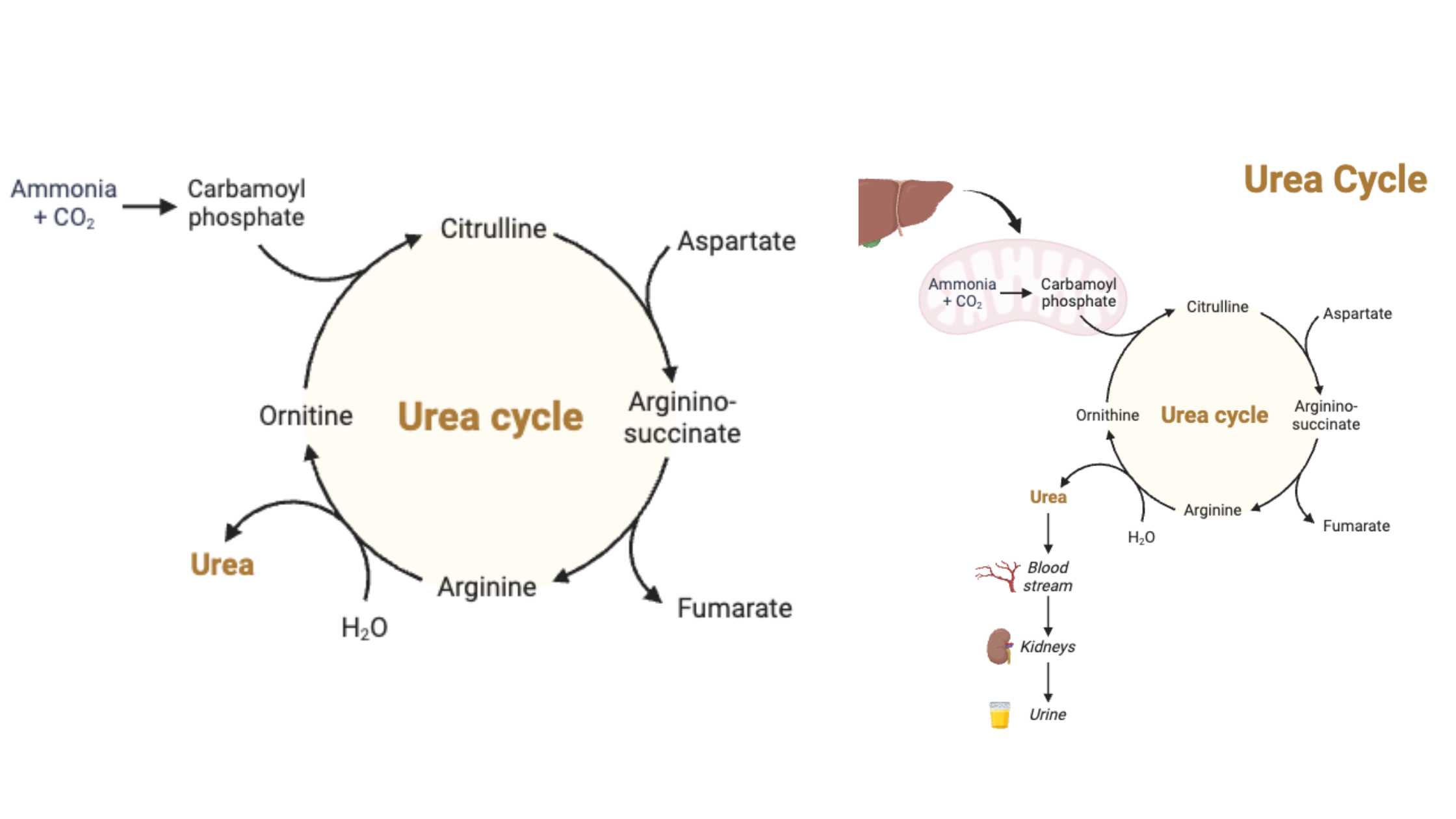 Urea Cycle - Steps, Reactions, Products, Regulation, Importance
