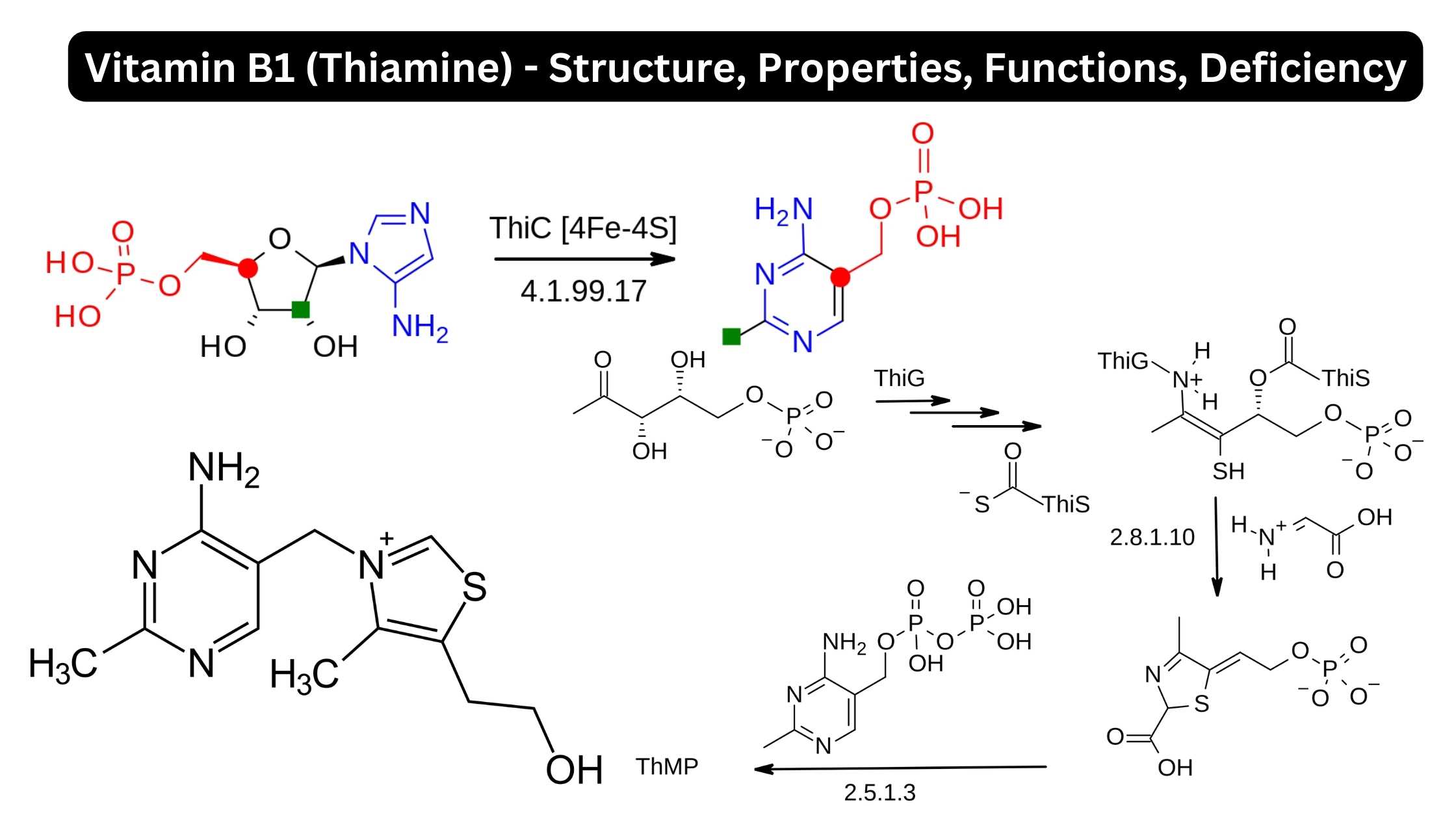 Vitamin B1 (Thiamine) - Structure, Properties, Functions, Deficiency