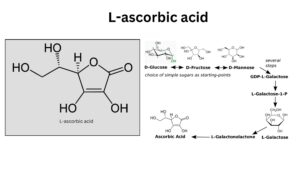 Vitamin C (Ascorbic Acid) - Structure, Properties, Functions, Deficiency
