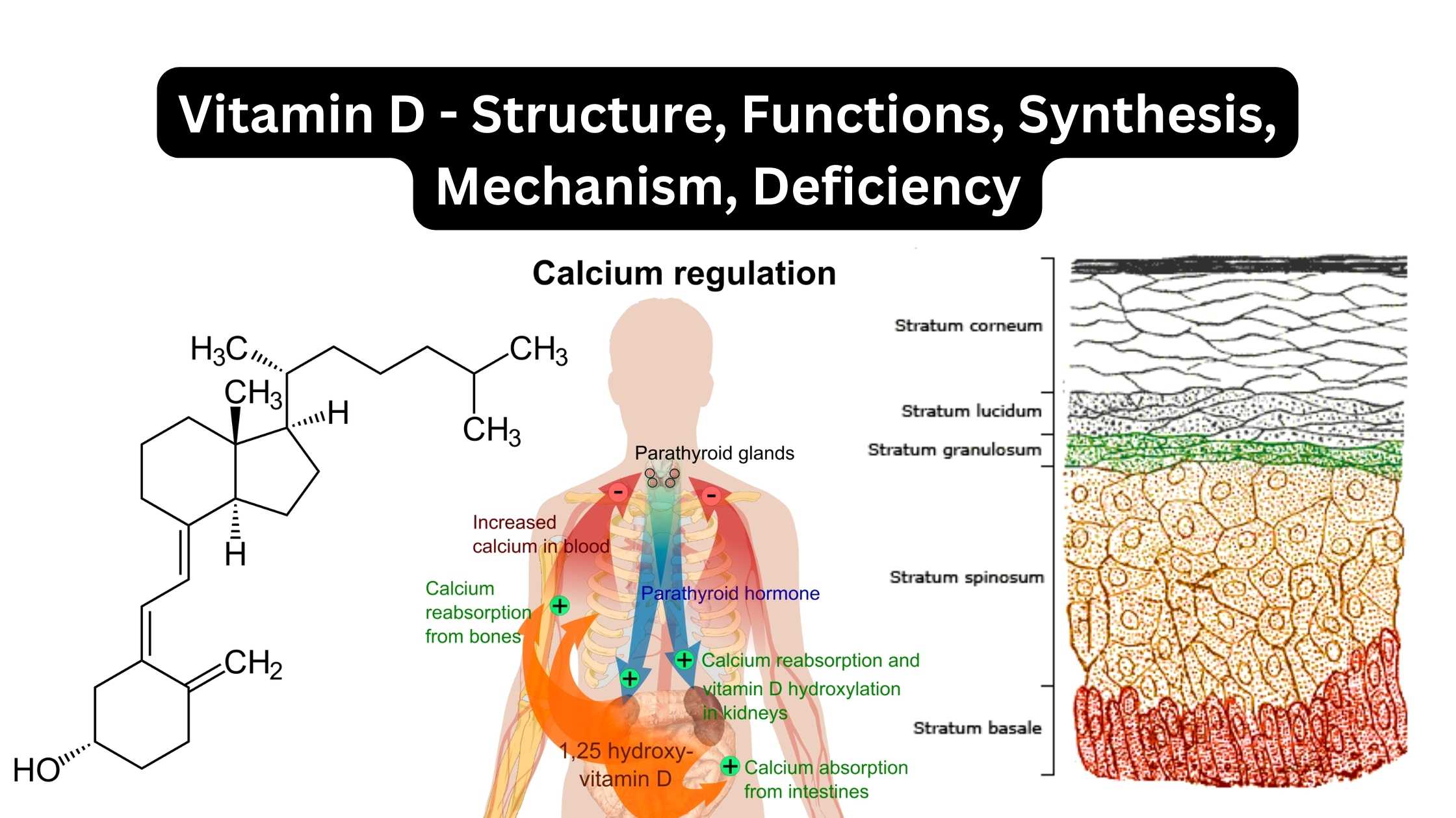 Vitamin D - Structure, Functions, Synthesis, Mechanism, Deficiency