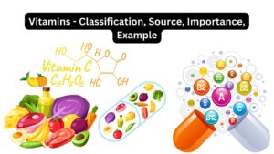 Vitamins - Classification, Source, Importance, Example