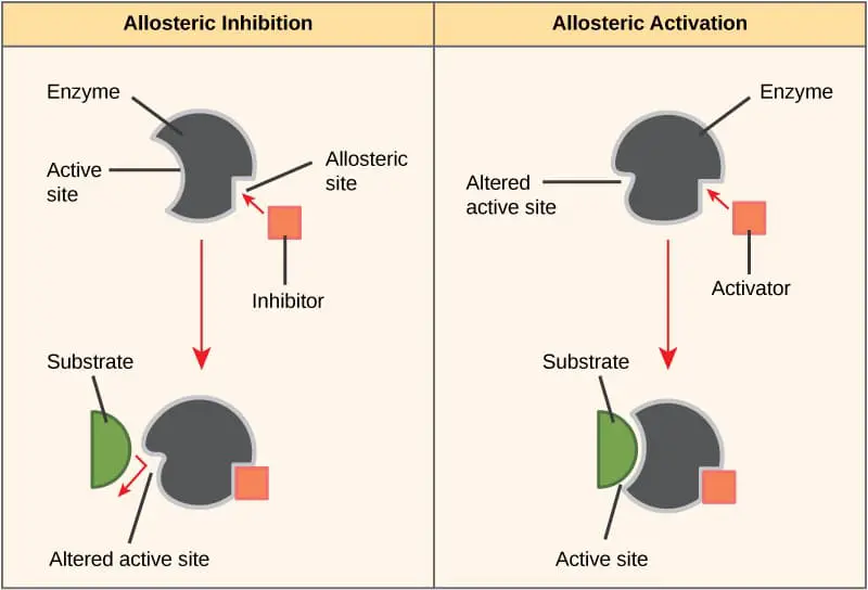 Diagram to show the mechanism of both allosteric inhibition and activation.