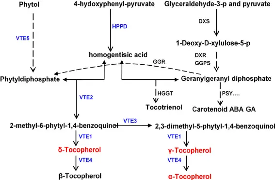 Biosynthesis of Vitamin E