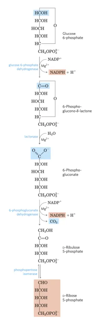 Oxidative Pentose Phosphate Pathway