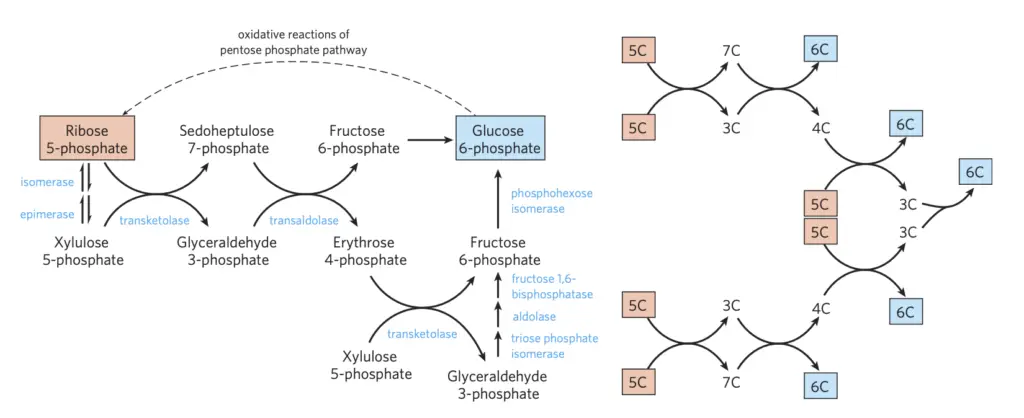 Non Oxidative Pentose Phosphate Pathway 