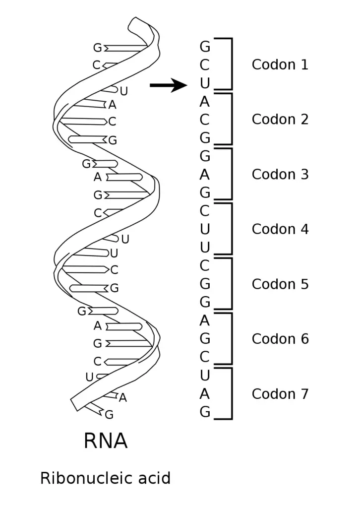 A series of codons in part of a messenger RNA (mRNA) molecule