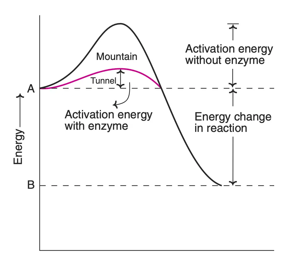 Effect of enzyme on activation energy of a reaction (A is the substrate and B is the product. Enzyme decreases activation energy)