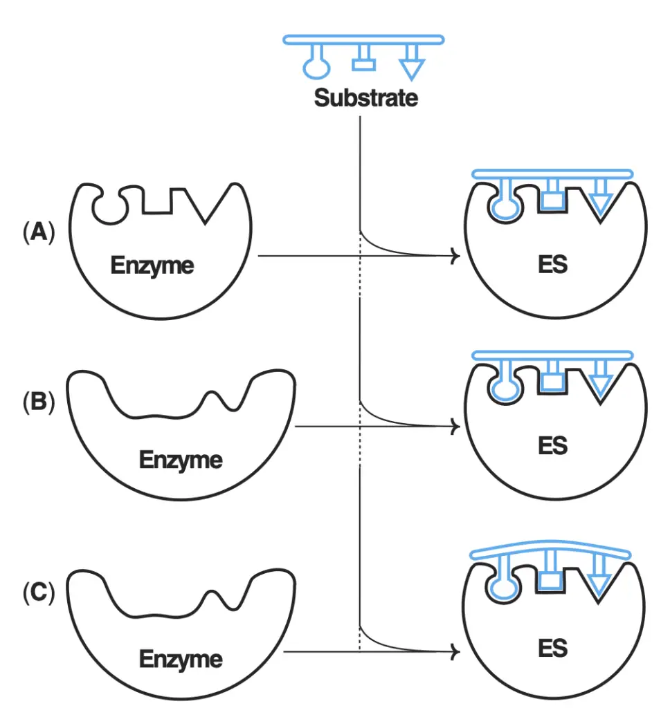 Mechanism of enzyme-substrate (ES) complex 