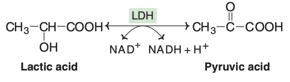 Lactate Dehydrogenase (LDH) Isoenzymes