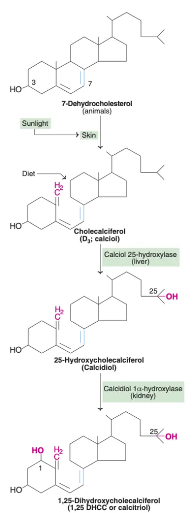 Synthesis of 1,25-DHCC