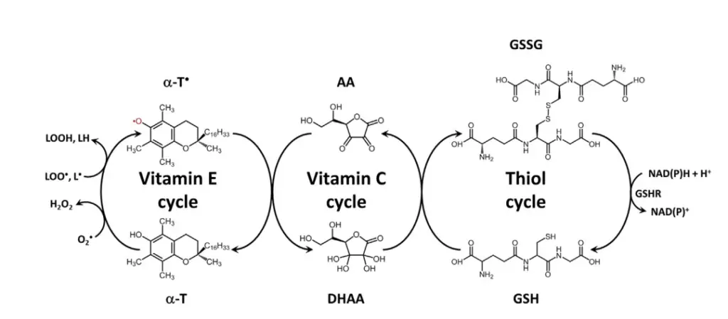 The antioxidant network.