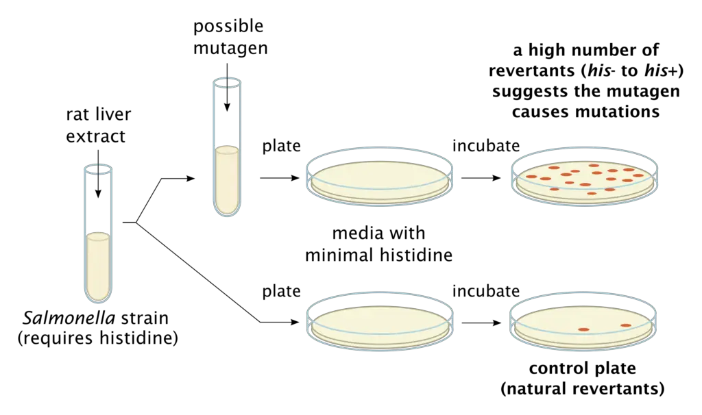 The Ames test for mutagenicity using Salmonella typhimurium histidine auxotrophs.