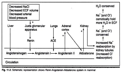 Renin-Angiotensin system