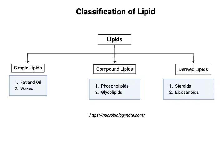 Classification of Lipid