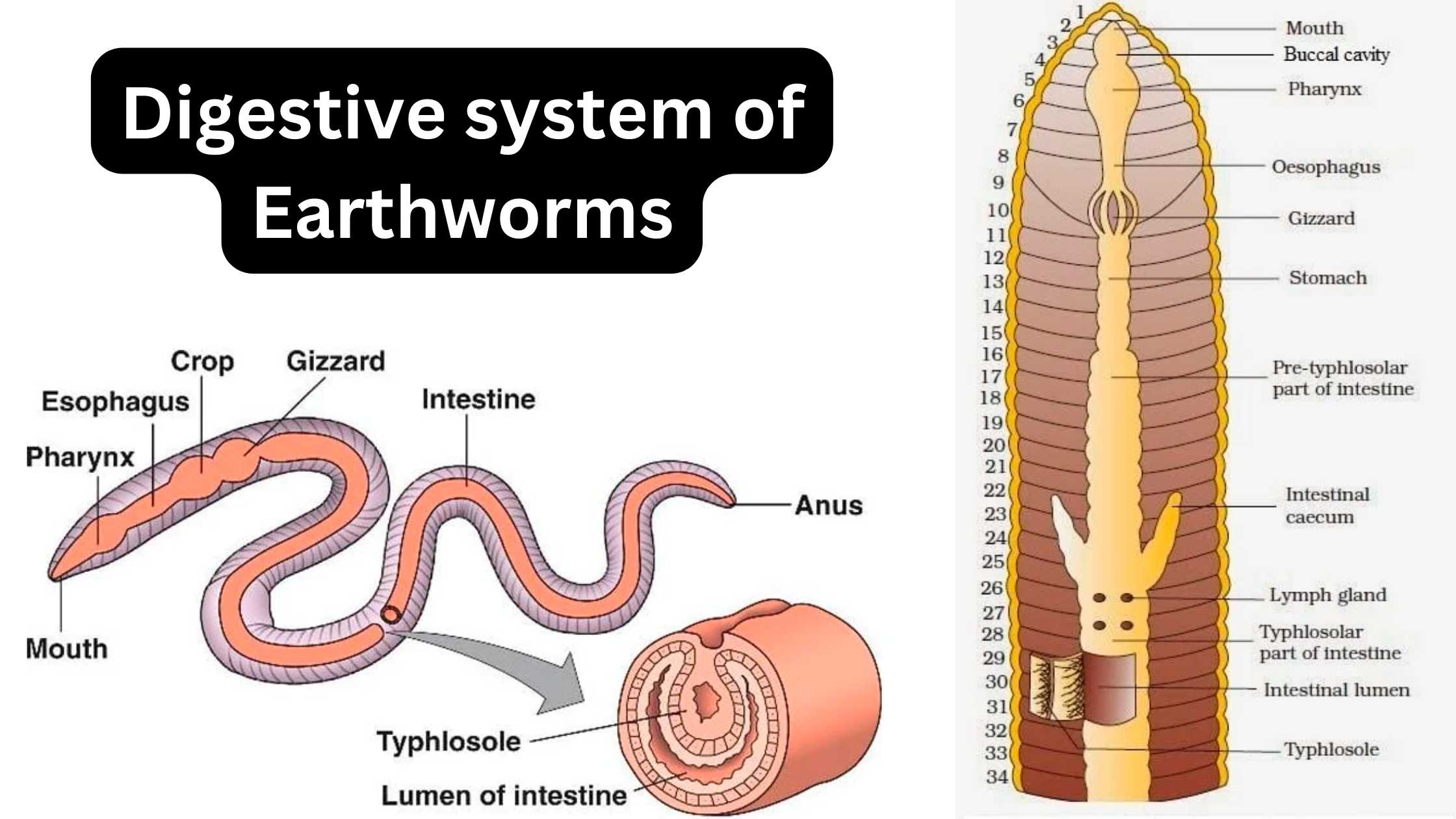 Digestive system of Earthworms
